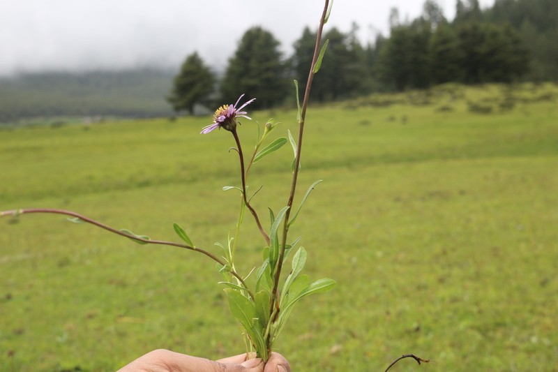 Aster neoelegans photo 3