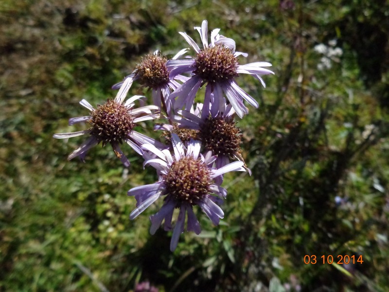 Aster neoelegans