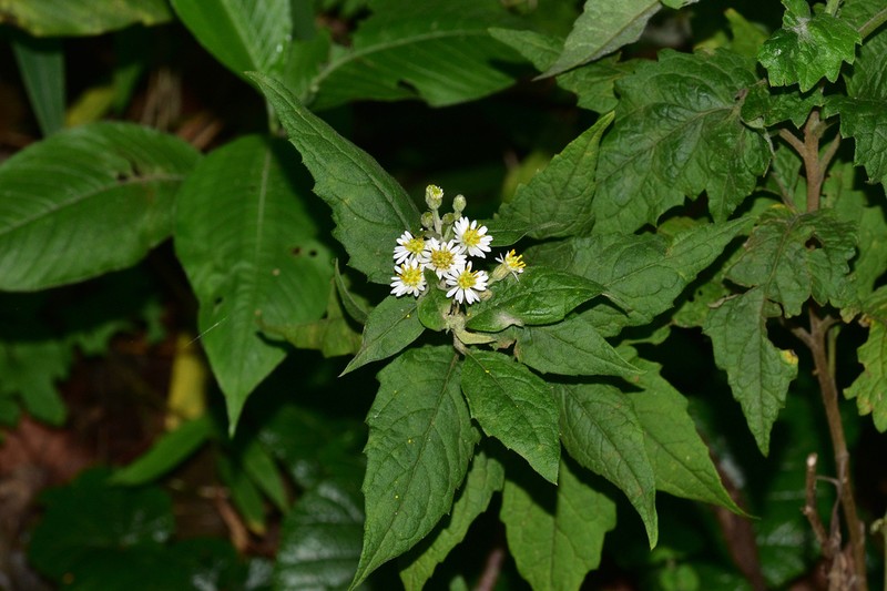 Aster nigromontanus