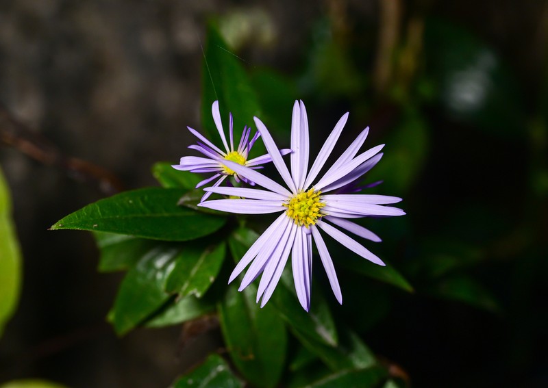 Aster nitidus