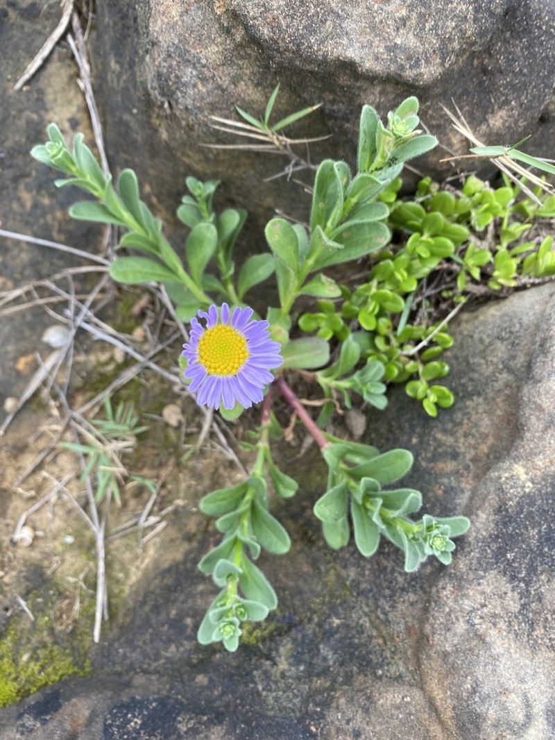 Aster oldhamii