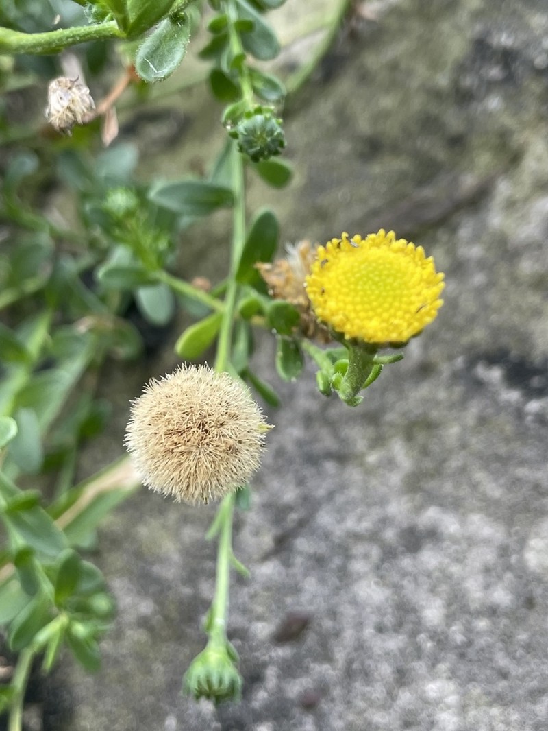 Aster oldhamii photo 2
