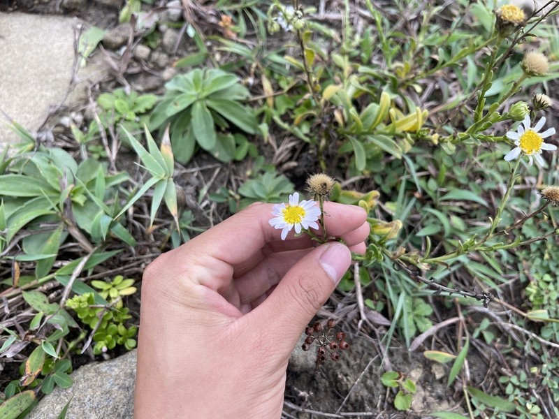 Aster oldhamii photo 3