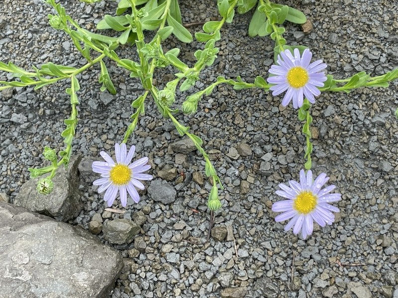 Aster oldhamii photo 5
