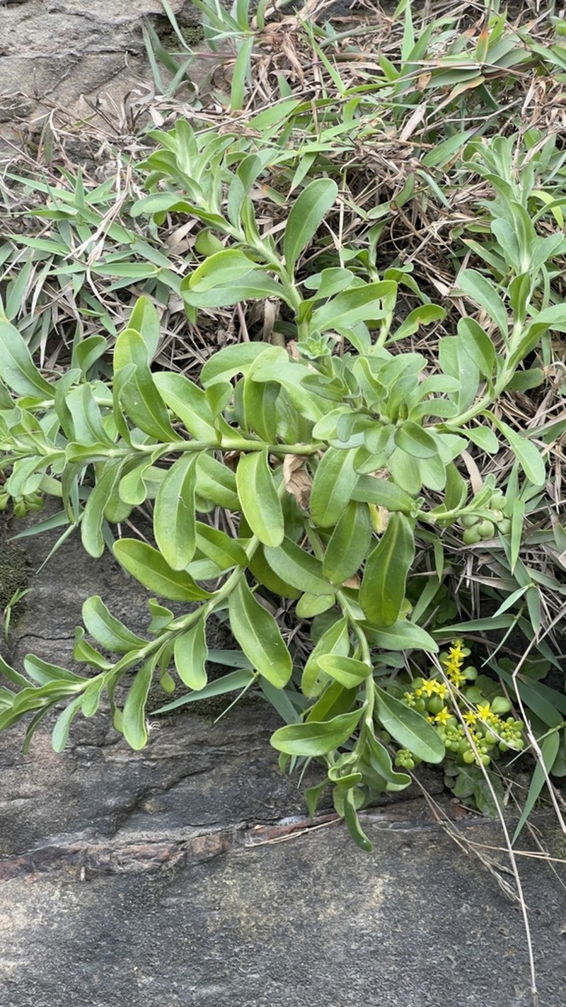 Aster oldhamii photo 6