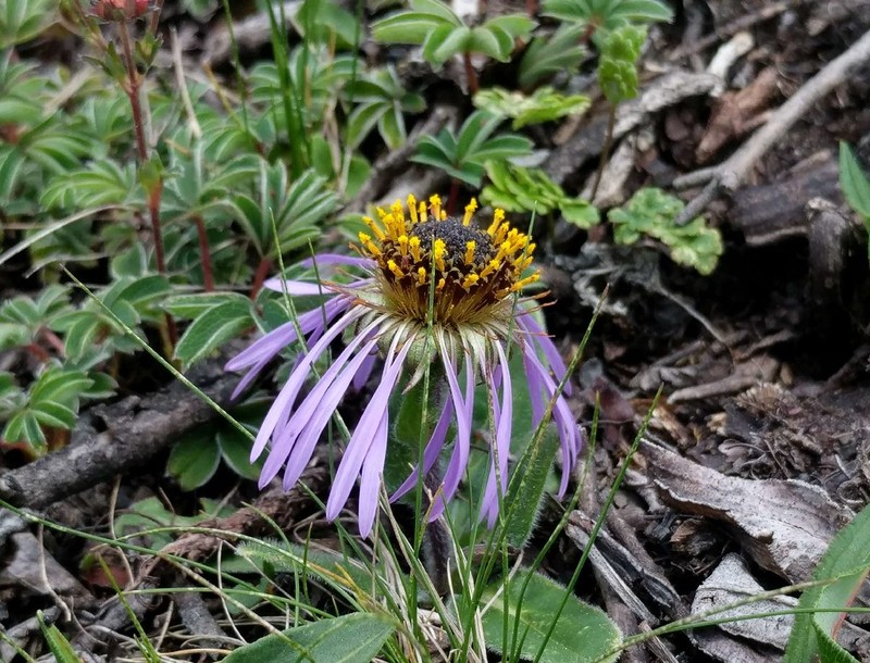 Aster oreophilus