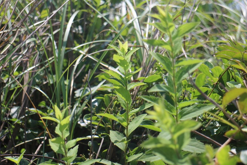 Aster ovalifolius photo 2