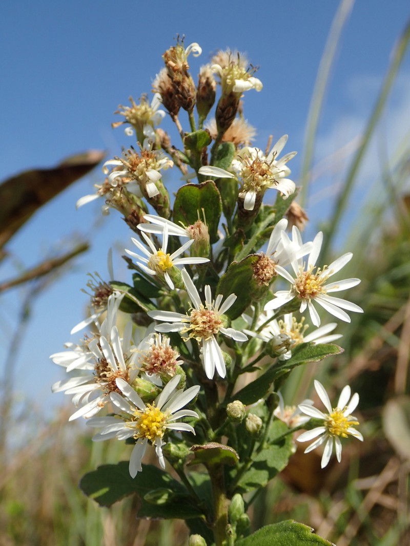 Aster ovalifolius photo 3