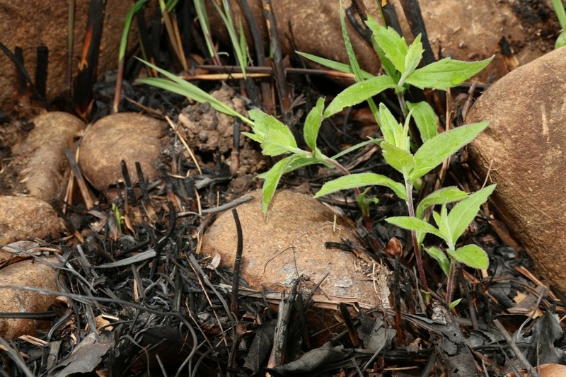 Aster ovalifolius photo 4