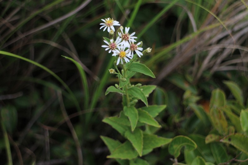 Aster ovalifolius photo 5