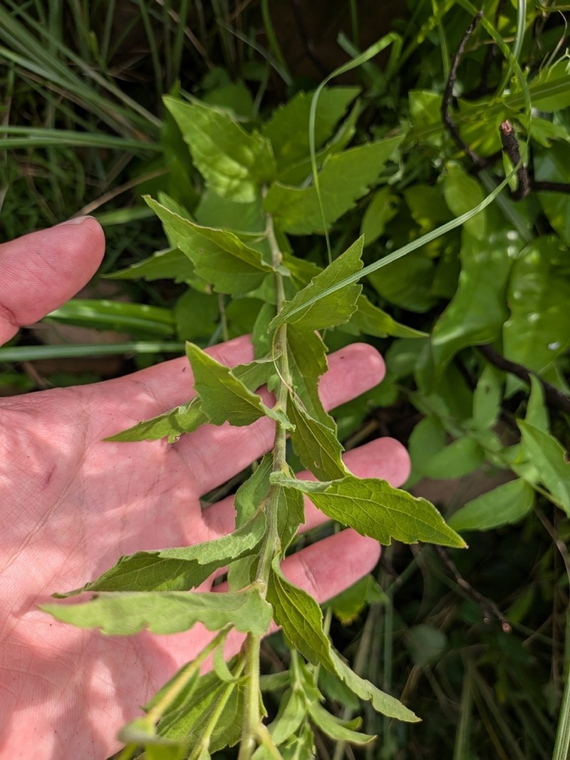Aster ovalifolius photo 6