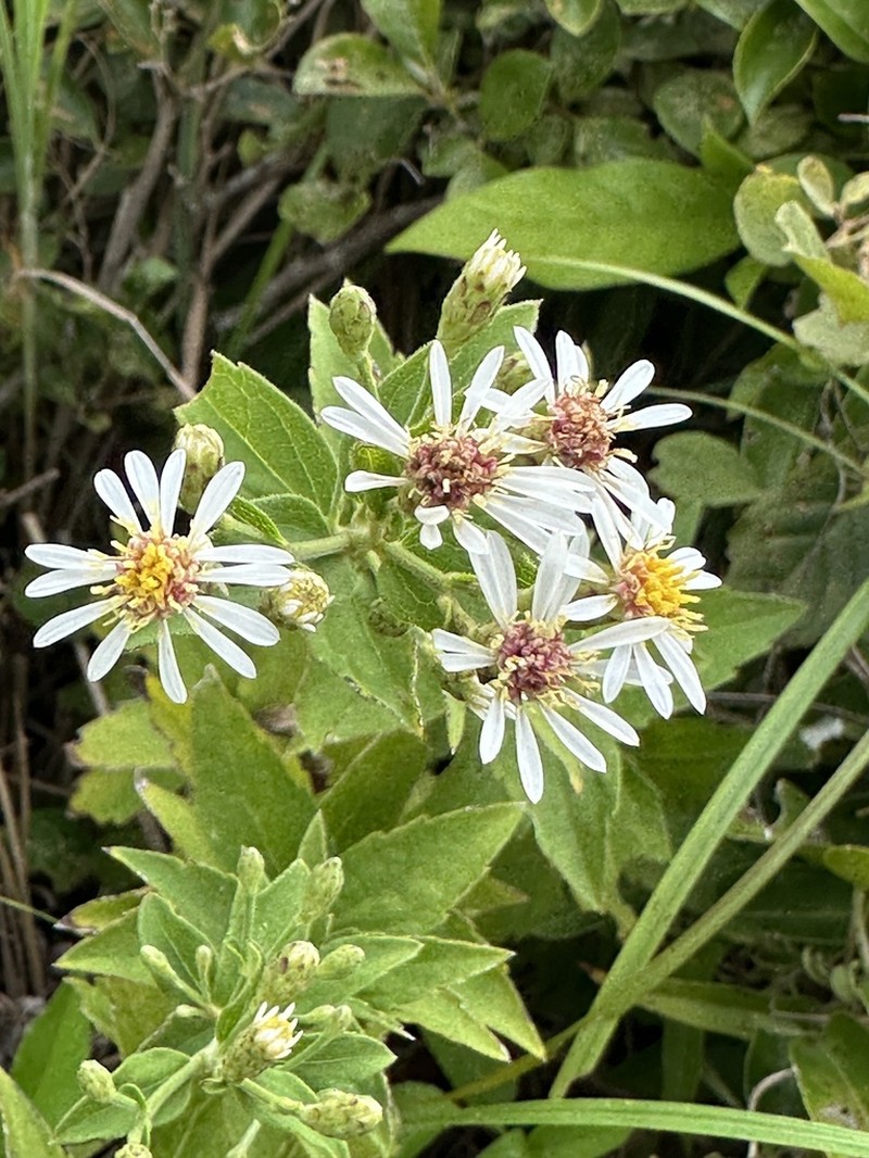 Aster ovalifolius photo 7