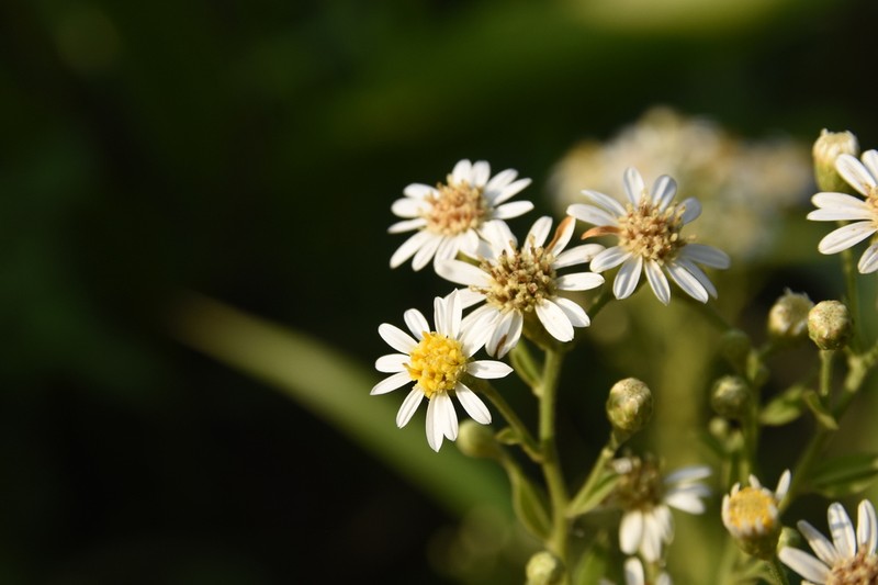 Aster ovalifolius photo 8
