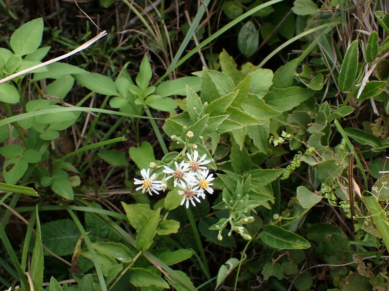Aster ovalifolius