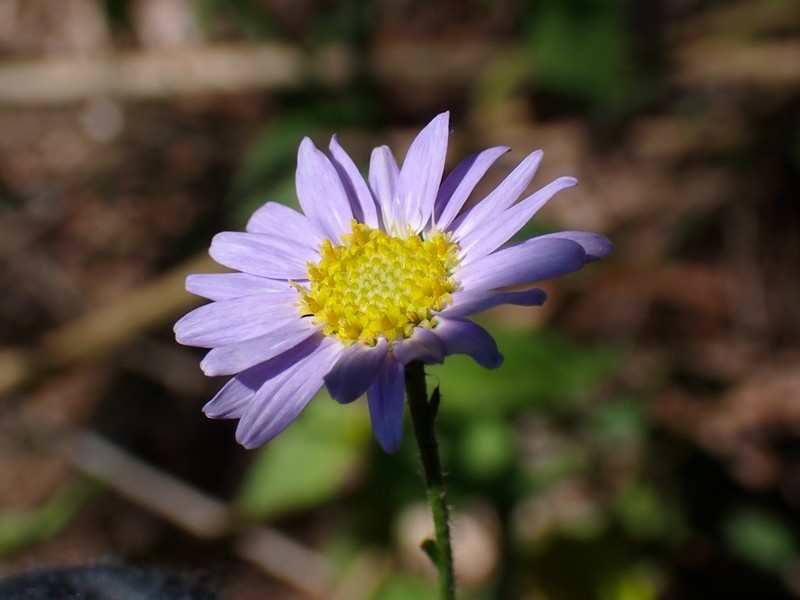 Aster panduratus