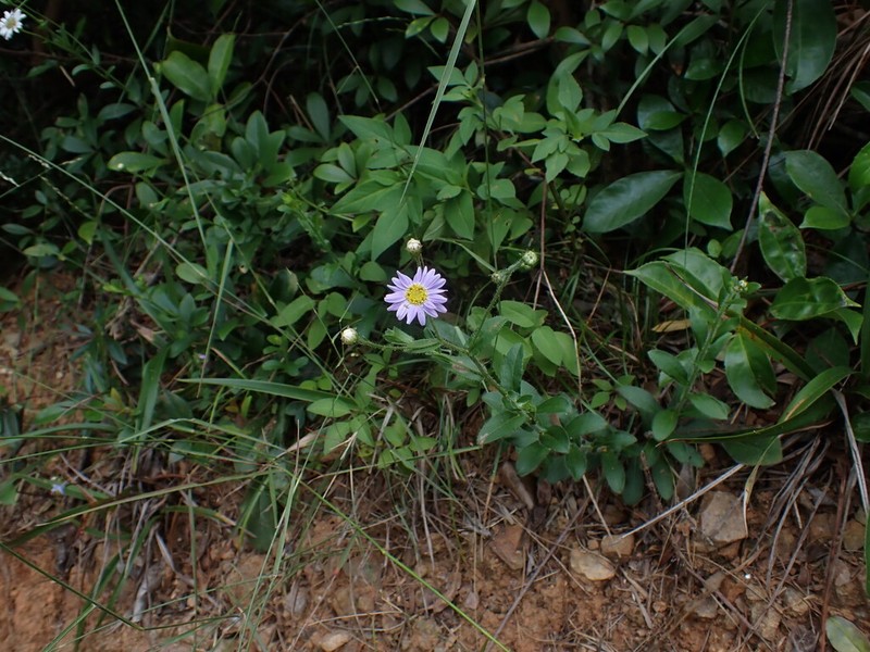 Aster panduratus photo 2