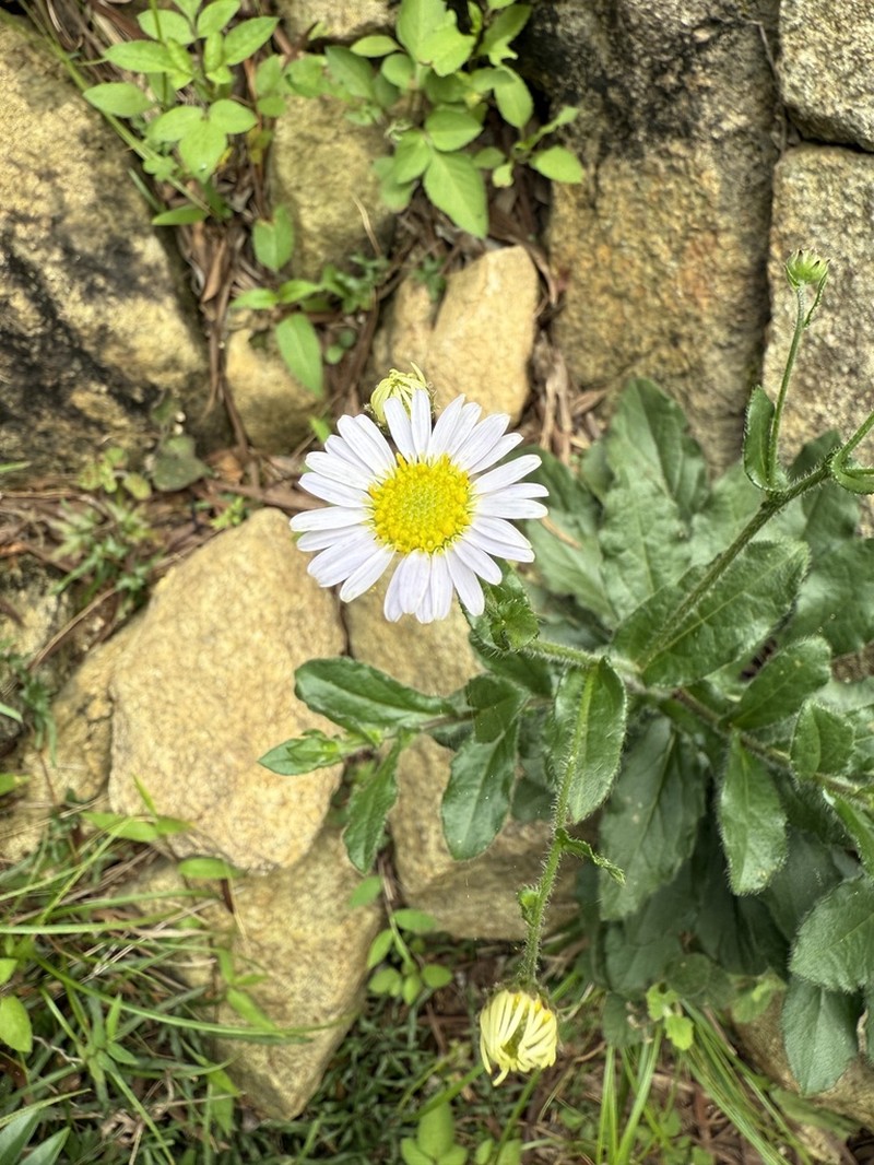 Aster panduratus photo 4