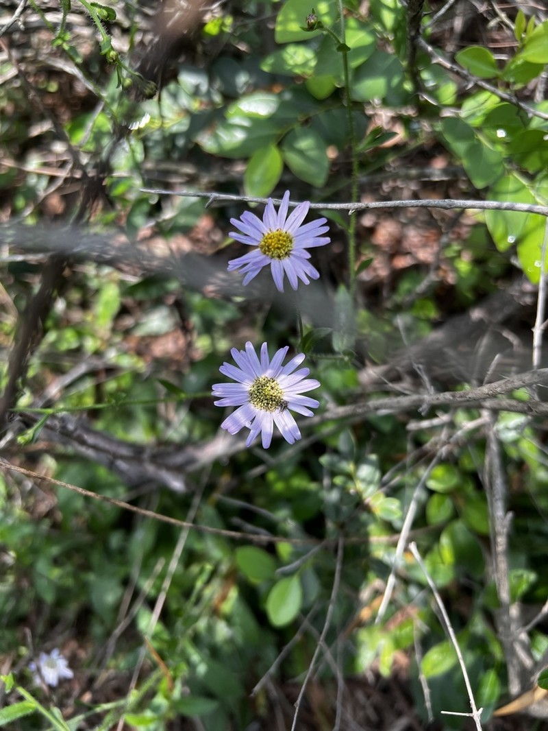Aster panduratus photo 6