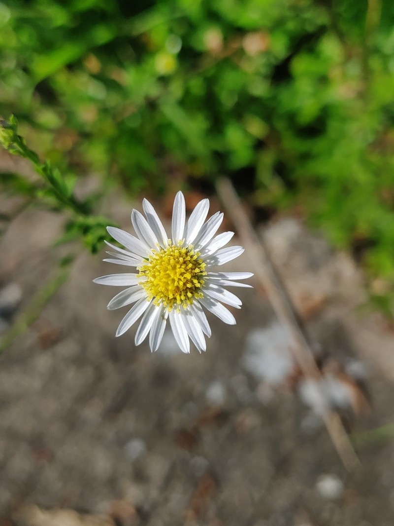 Aster pekinensis