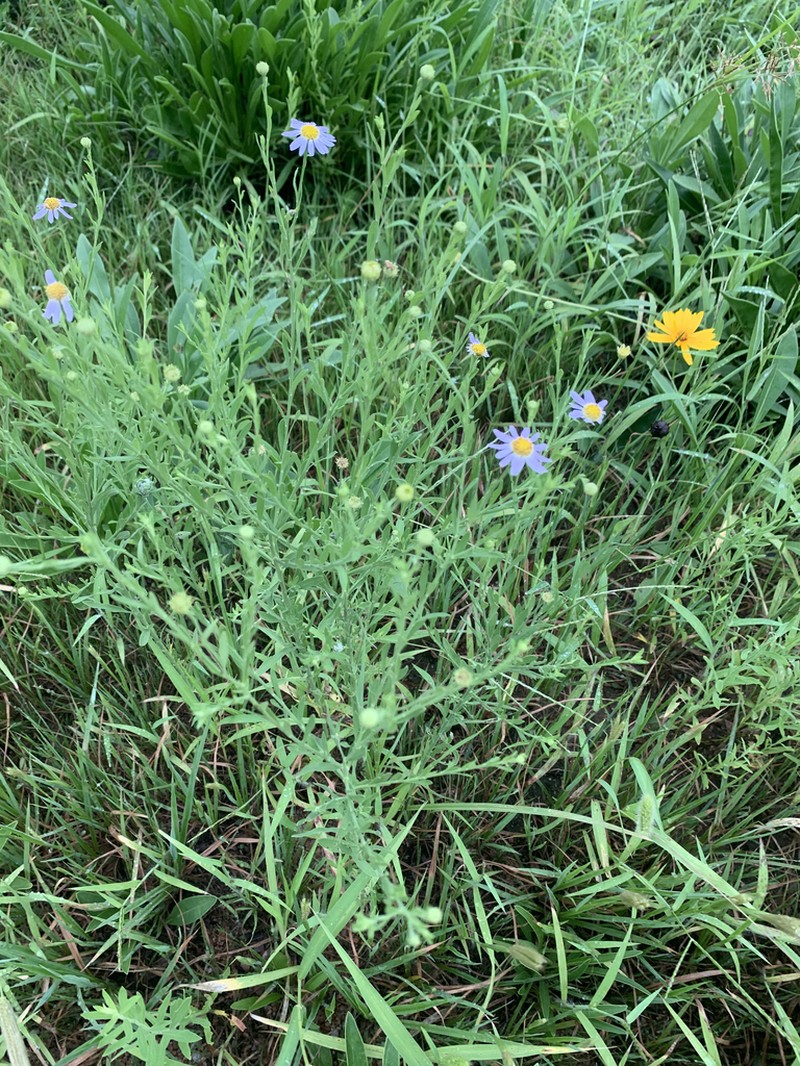 Aster pekinensis photo 2