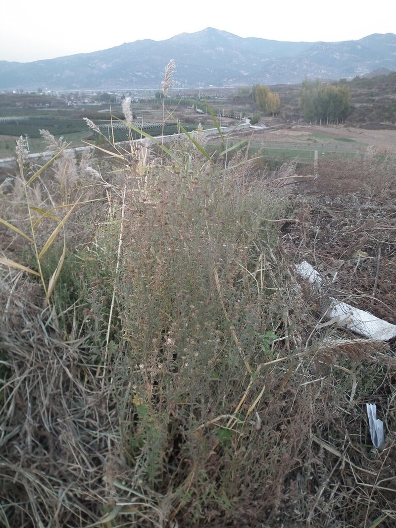 Aster pekinensis photo 4
