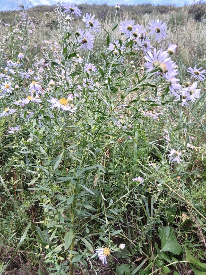 Aster pekinensis photo 5