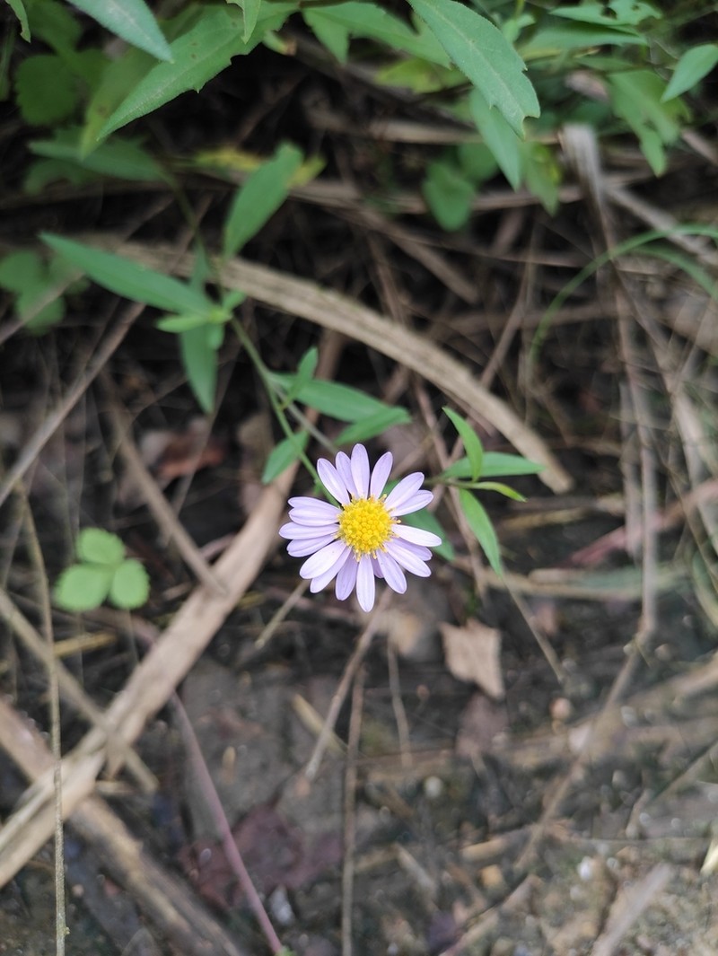 Aster pekinensis photo 6