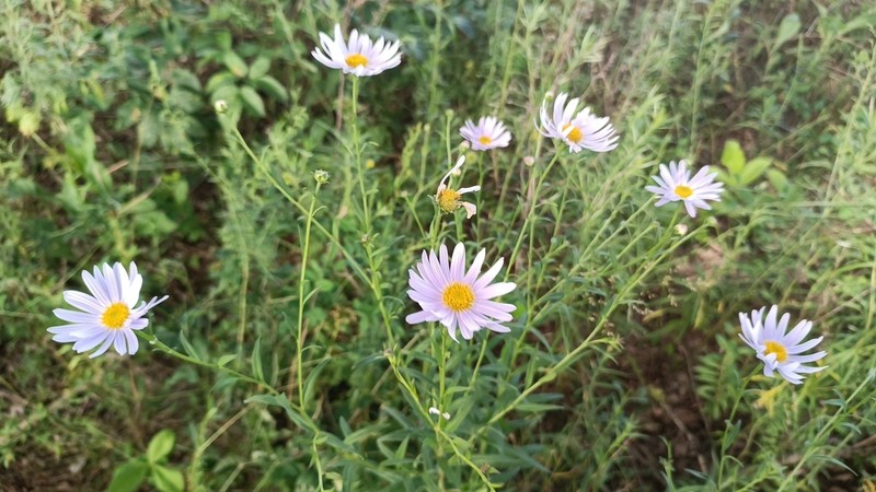 Aster pekinensis photo 7