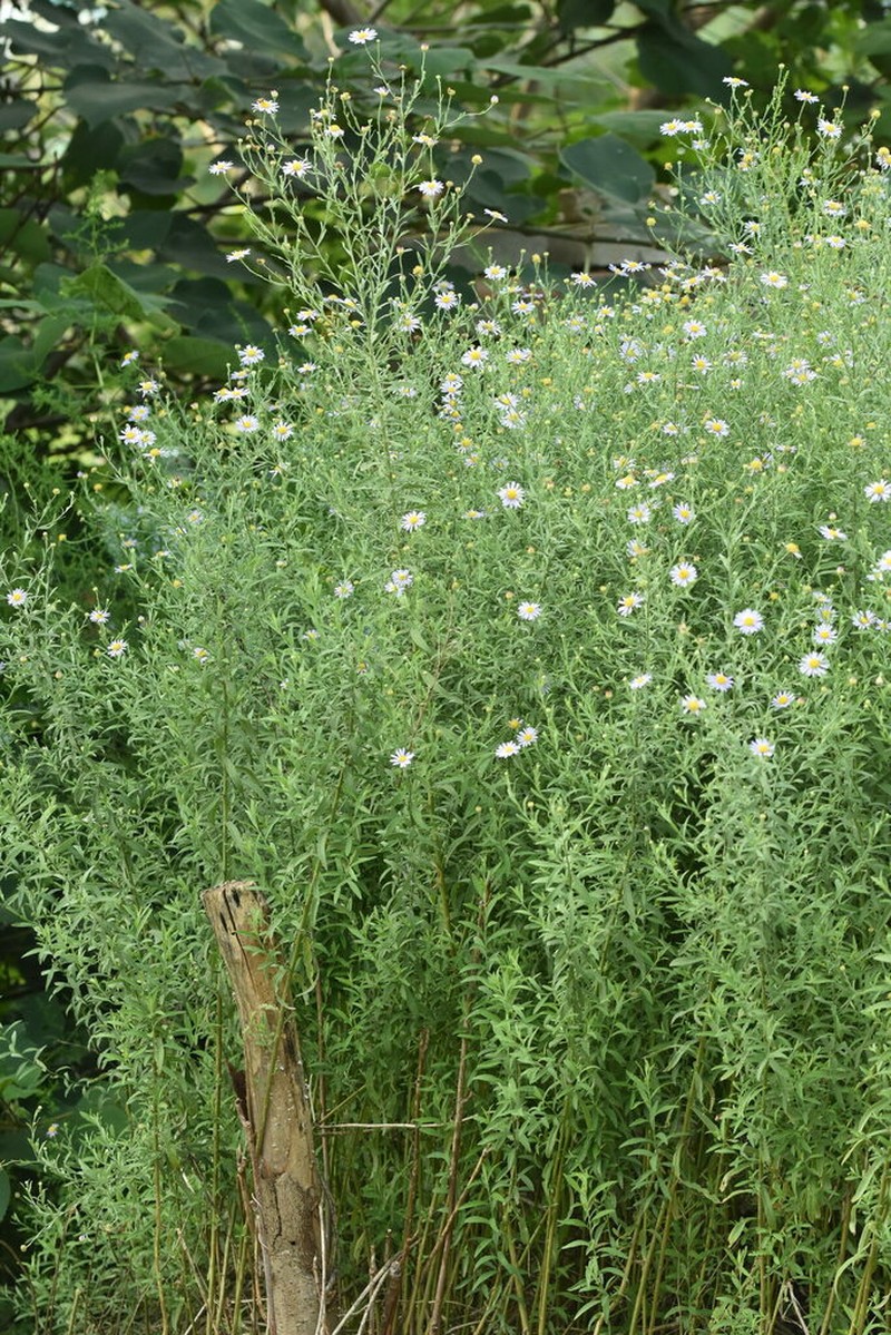 Aster pekinensis photo 8