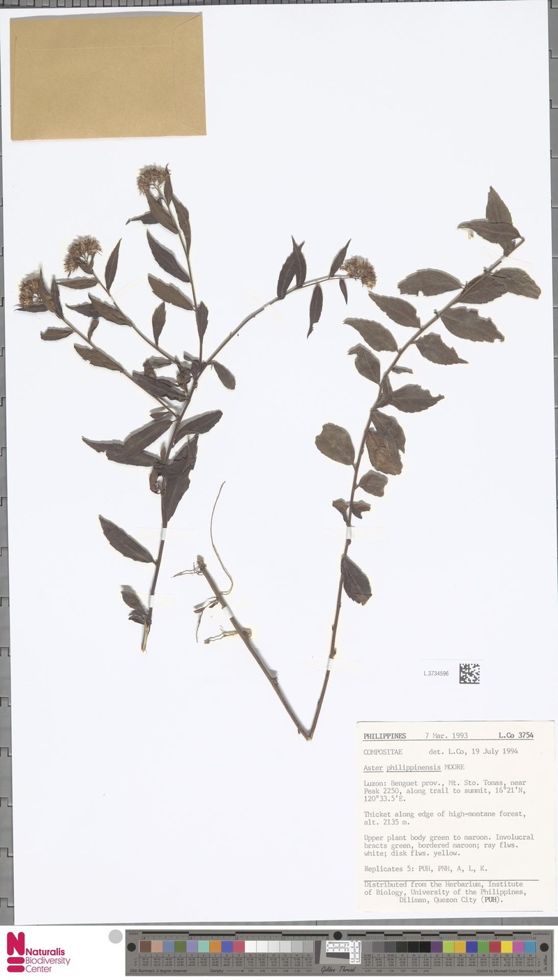 Aster philippinensis