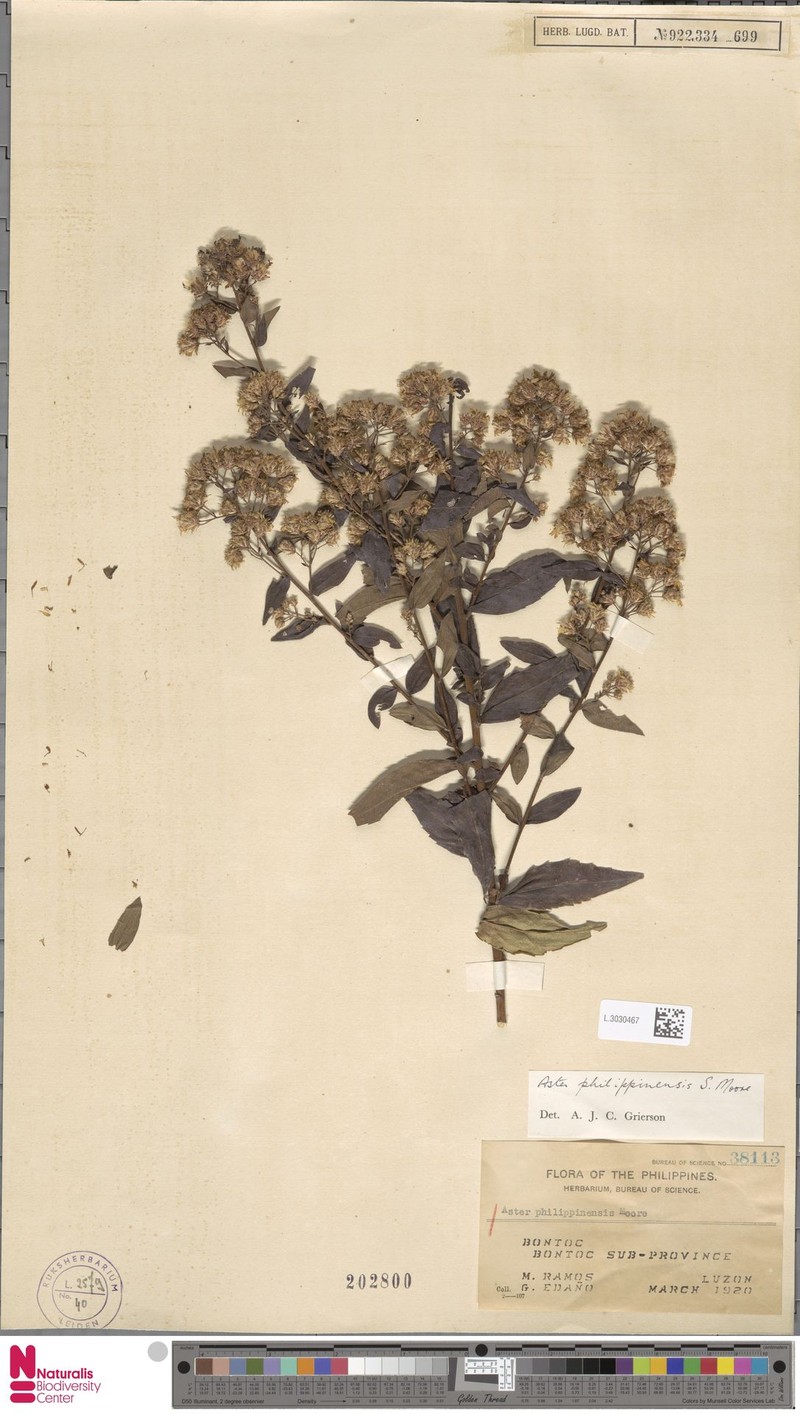 Aster philippinensis photo 2