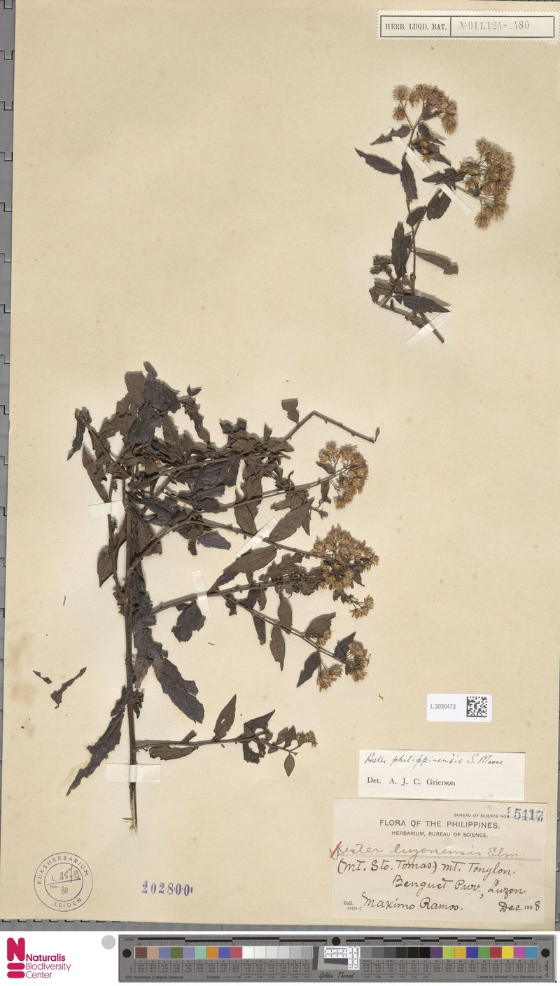 Aster philippinensis photo 3