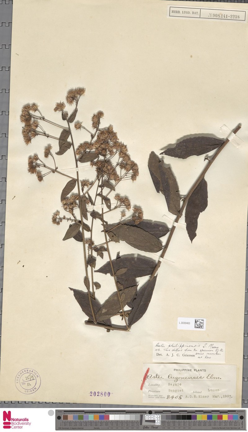Aster philippinensis photo 4