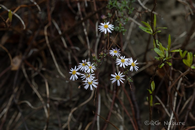 Aster poliothamnus