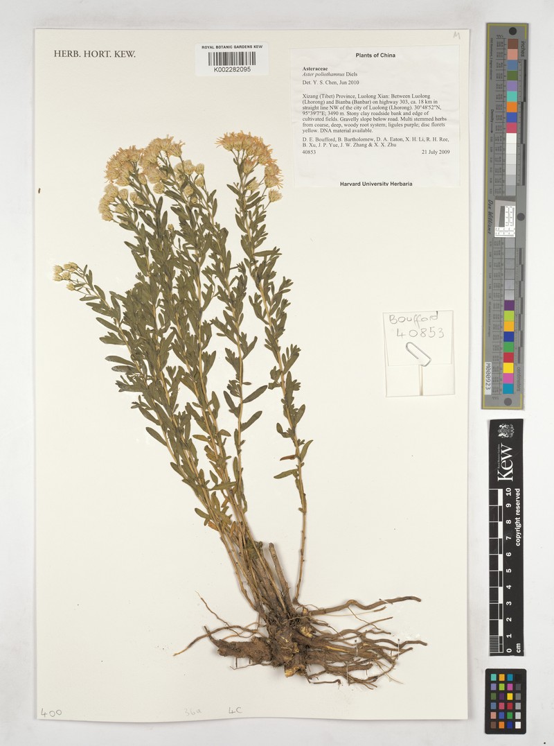 Aster poliothamnus photo 4