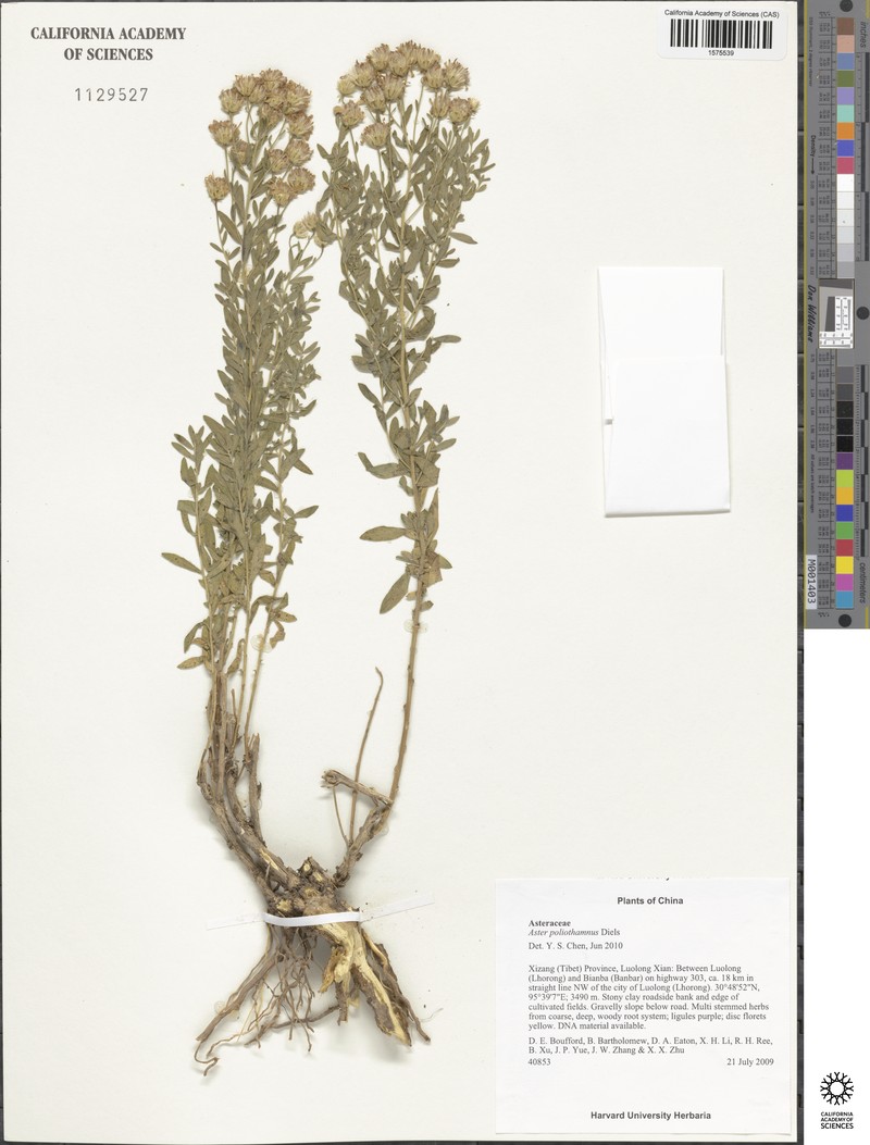Aster poliothamnus photo 5