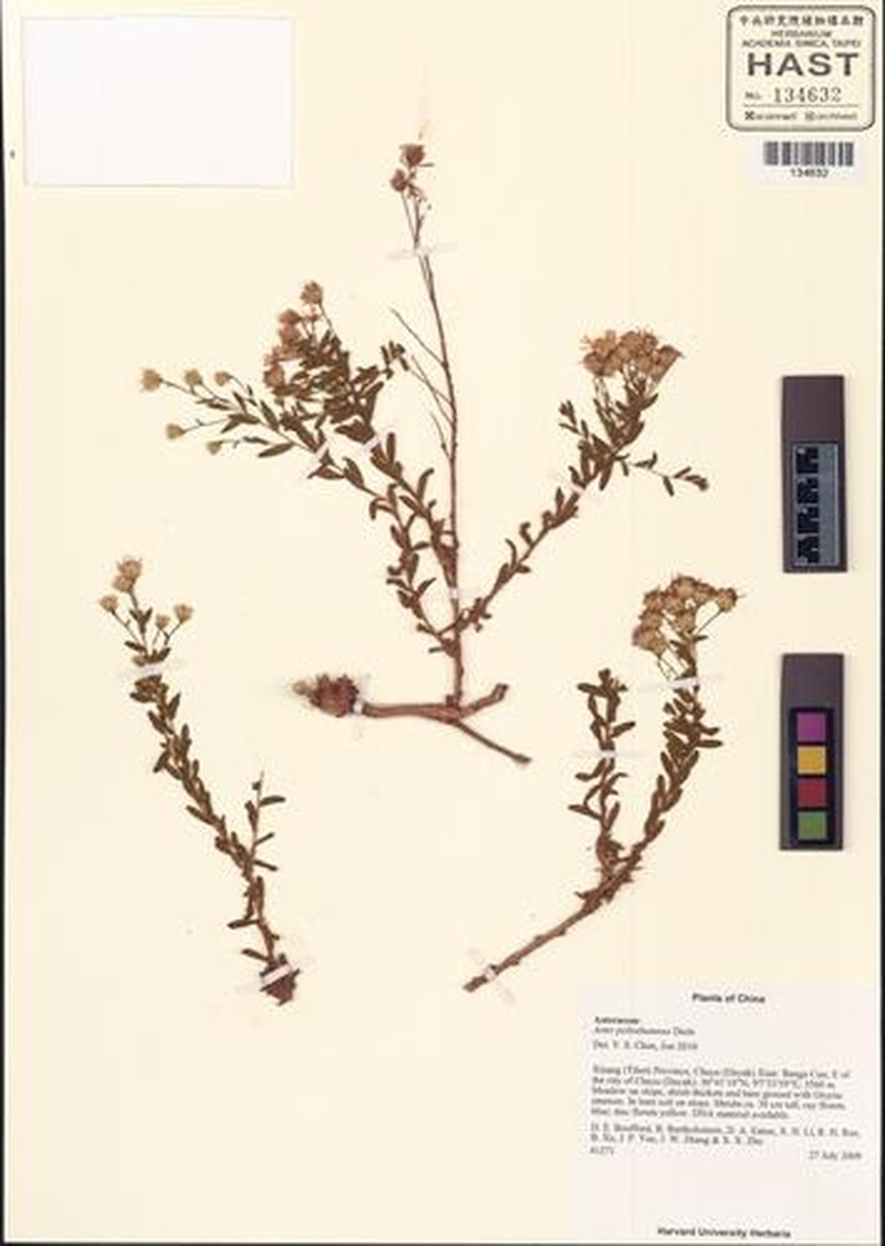 Aster poliothamnus