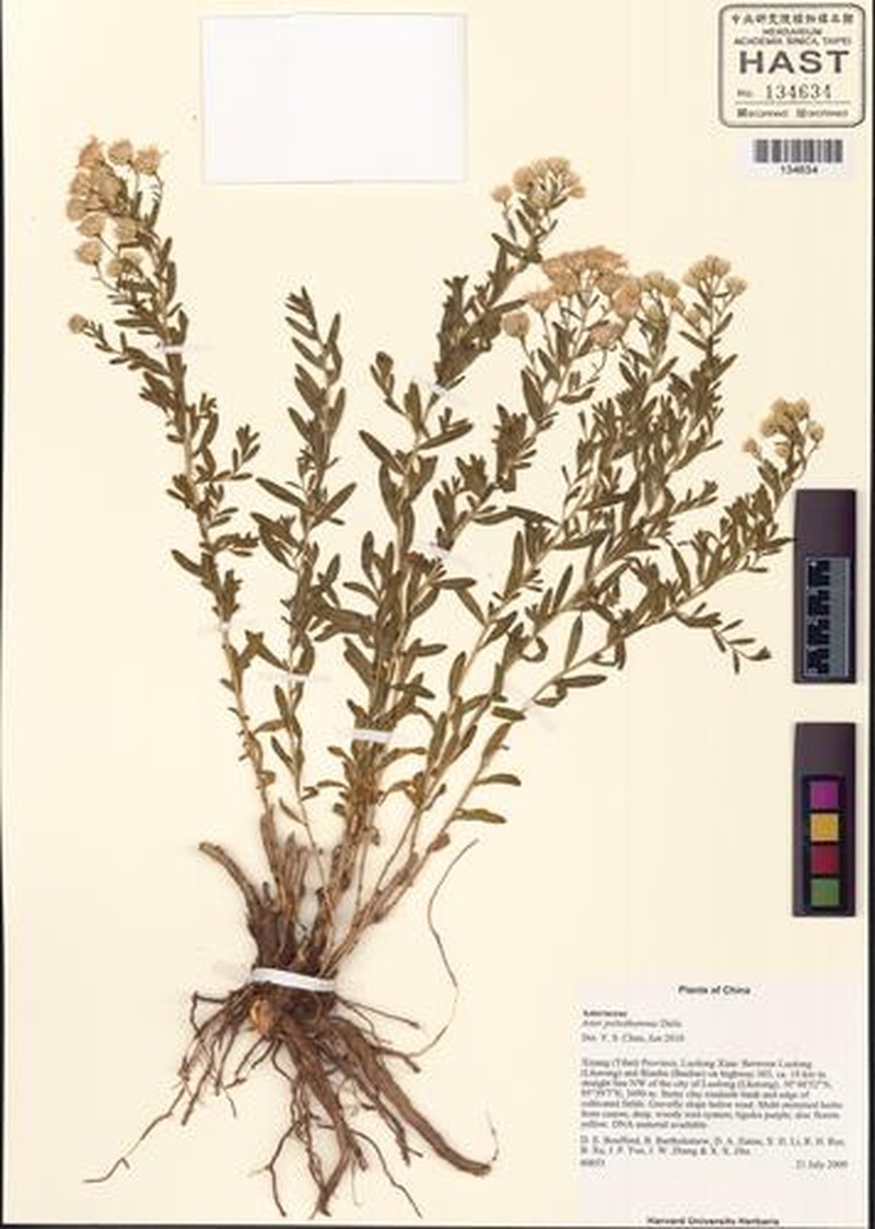 Aster poliothamnus photo 2