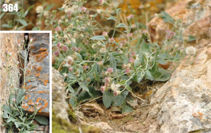 Aster popovii