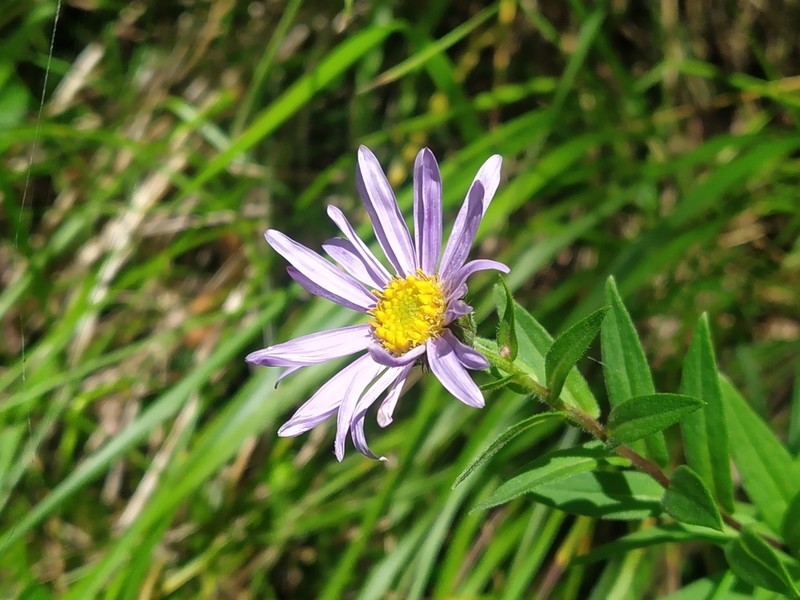 Aster praecox
