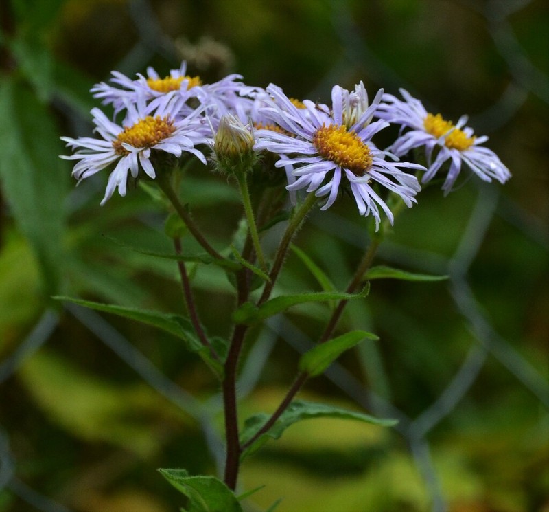 Aster praecox photo 2