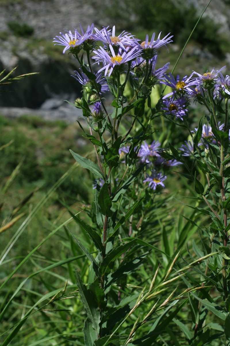 Aster praecox photo 3