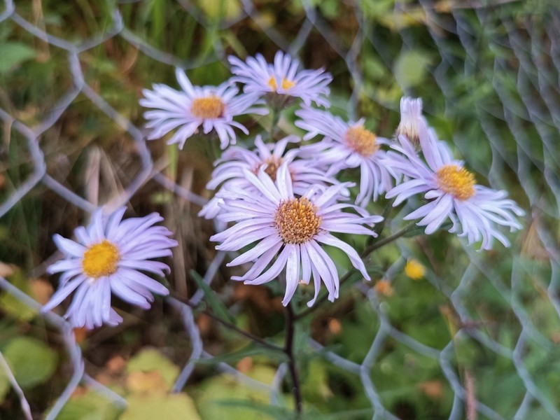 Aster praecox photo 4