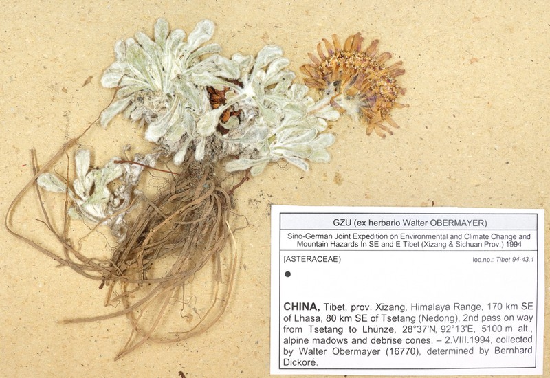 Aster prainii photo 3