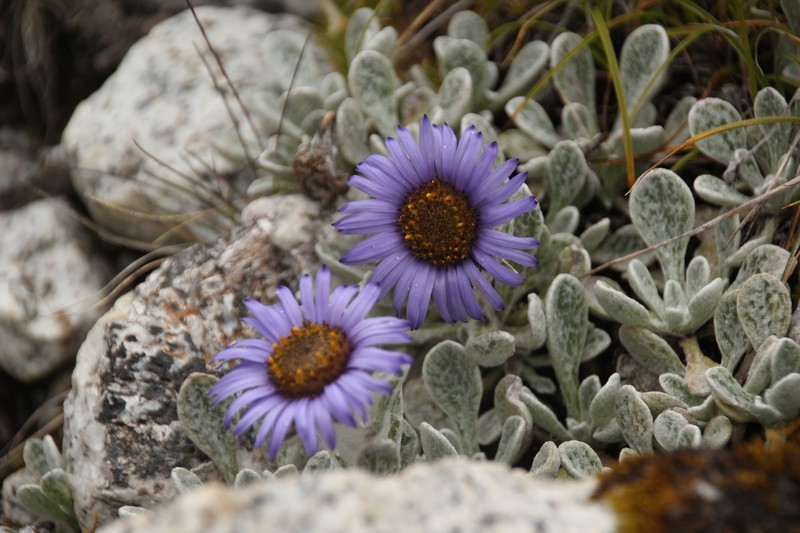 Aster prainii photo 4