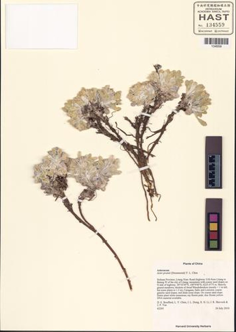 Aster prainii
