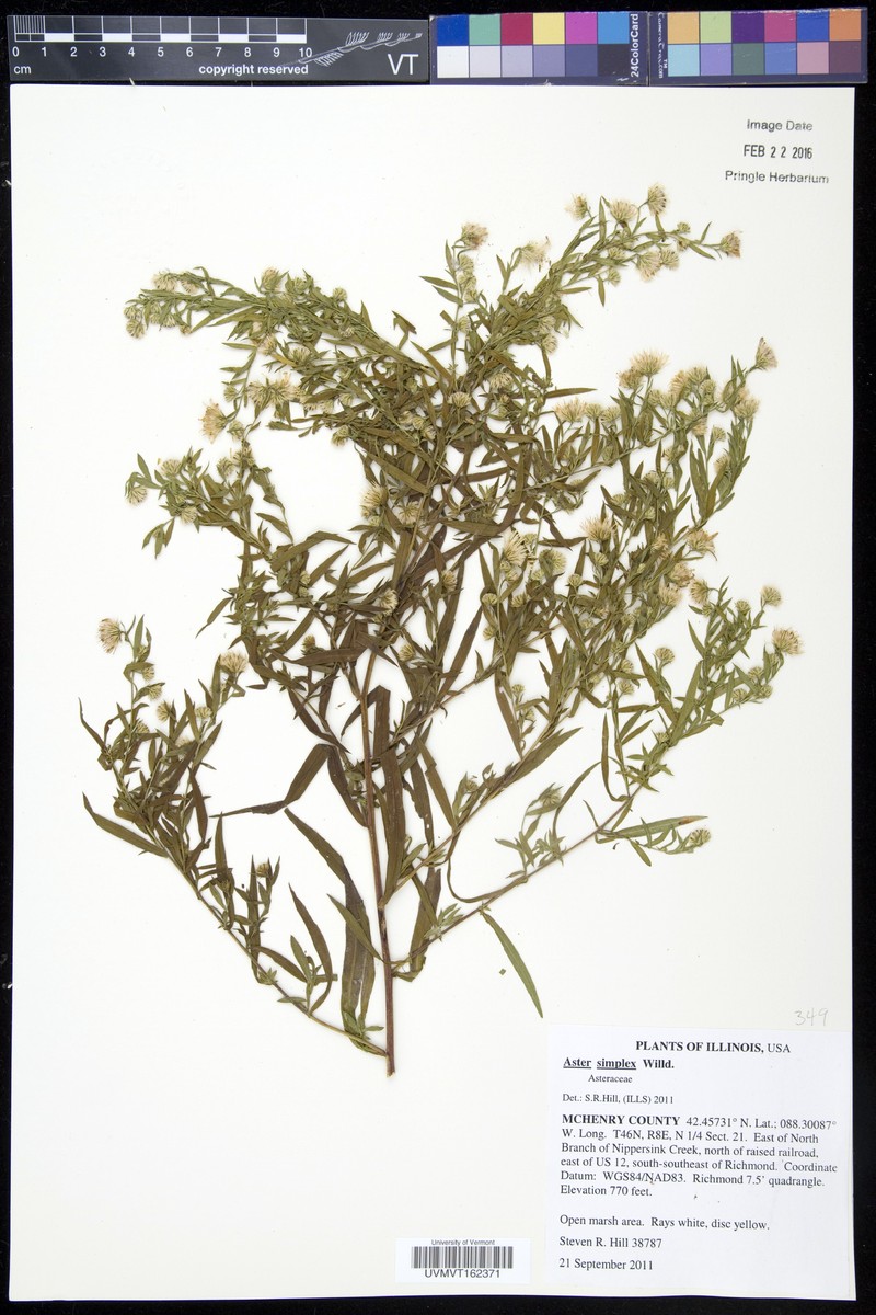 Aster pseudosimplex