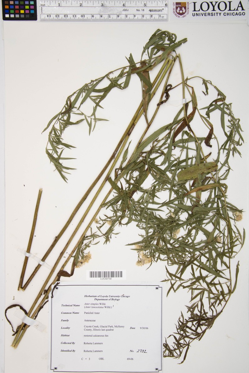 Aster pseudosimplex photo 2