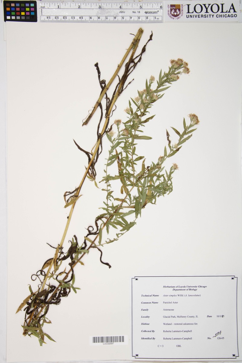 Aster pseudosimplex photo 3