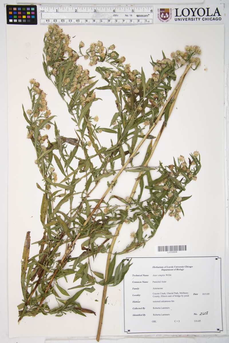 Aster pseudosimplex photo 4